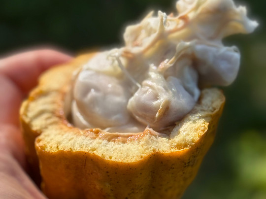 Honokaa Chocolate Co-霍诺卡阿必去景点