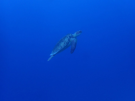 JADS Dive Center-San Nicolas必去景点