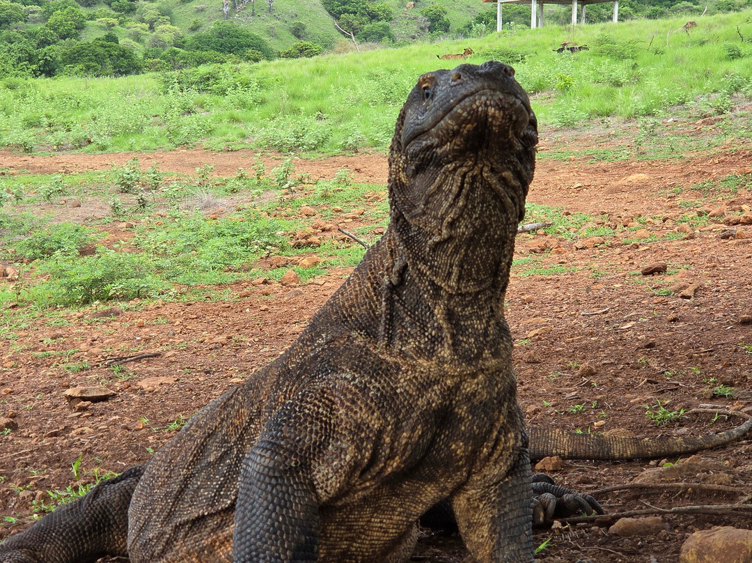 Best Komodo Tour-科莫多必去景点