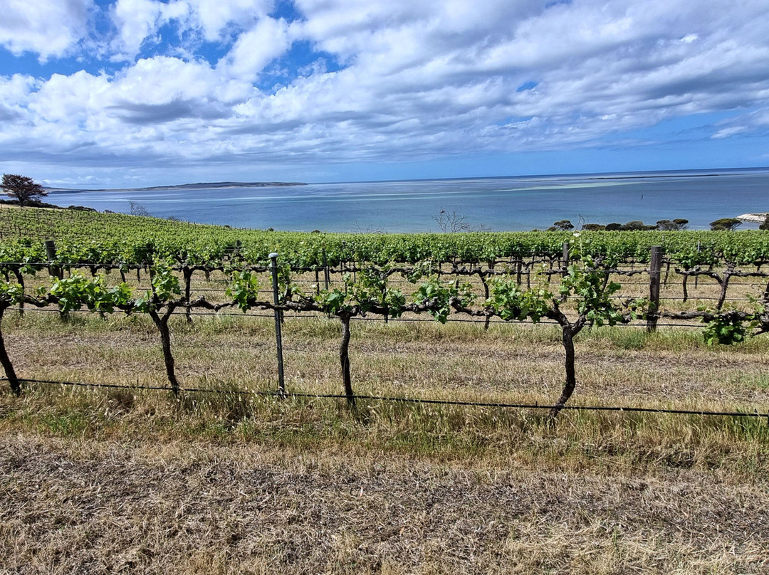 Bay of Shoals Winery-金斯科特必去景点