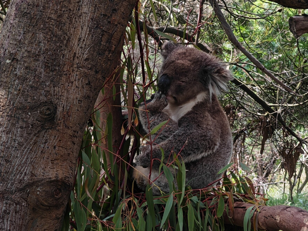 菲利普岛自然公园－考拉保护中心-莱尔必去景点