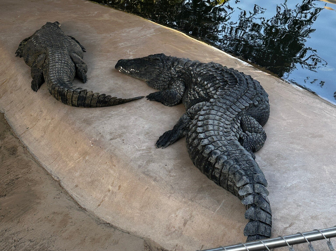 Dubai Crocodile Park-迪拜必去景点