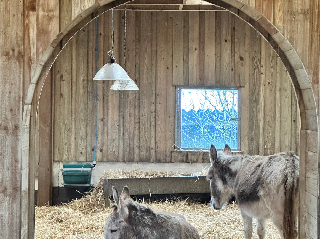 The Flicka Foundation - Donkey Sanctuary-Penryn必去景点