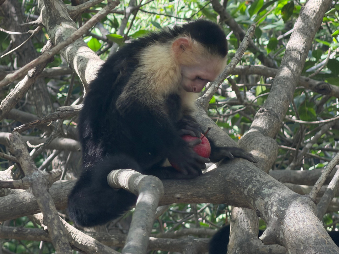 Blessing Tours-Area de Conservacion Guanacaste必去景点