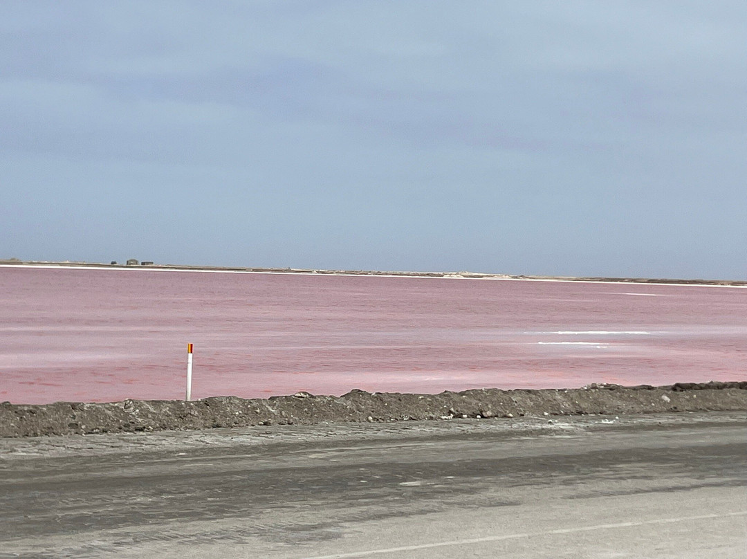 Flamingo lagoon-华维斯湾必去景点