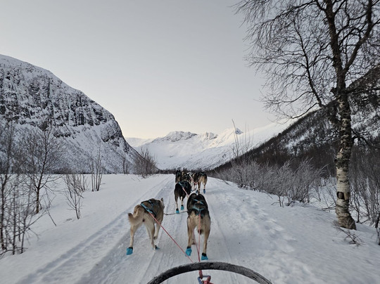 Kvaløya Husky-特罗姆瑟必去景点