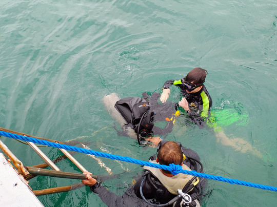 Narwhal-伊利亚贝拉必去景点