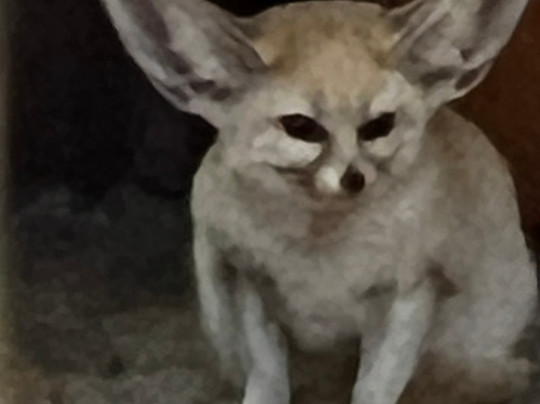 Shy Wolf Sanctuary Education & Experience Center-Golden Gate必去景点