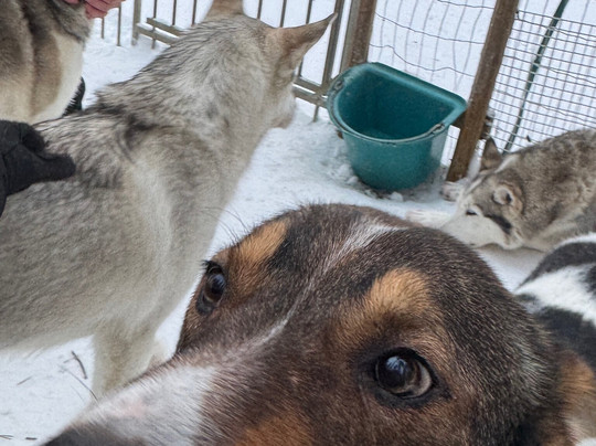 Happy Huskies-伊瓦洛必去景点