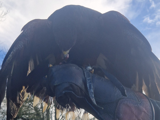 North Devon Hawk Walks-South Molton必去景点