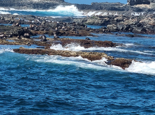 Wildlife Coast Cruises-考斯必去景点