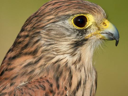 Bird on the Hand Falconry Experiences-Church Langton必去景点