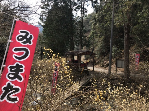 Mushiidani no Mitsumata Colony-安艺高田市必去景点