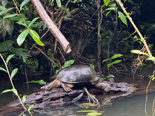 Costa Rica Roots Tours-托图杰多必去景点