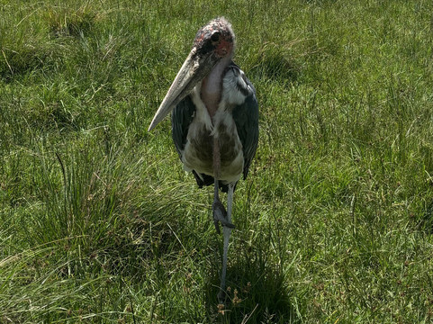 ZAFS Tours-莫西必去景点