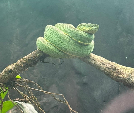 Yana Cocha-Puyo必去景点