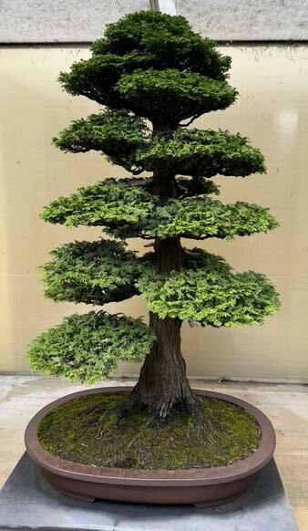 Pacific Bonsai Museum-费德勒尔韦必去景点