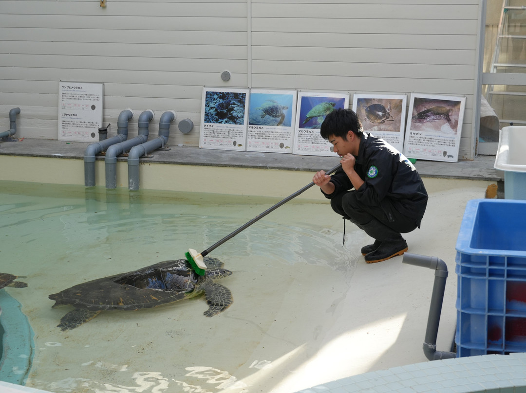 Michi-no-Eki Kihocho Umigame Park-纪宝町必去景点