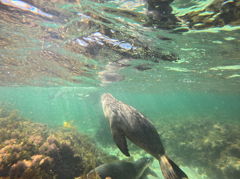 Lobster Shack Sea Lion Tour-塞万提斯必去景点