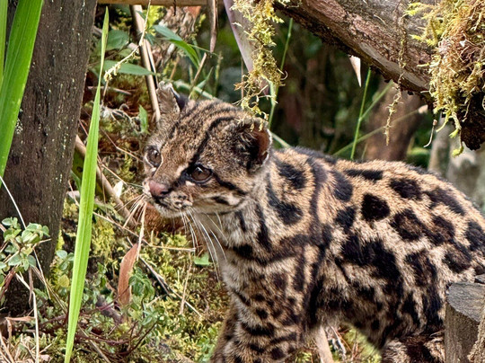 Jaguarundi Travel-波哥大必去景点