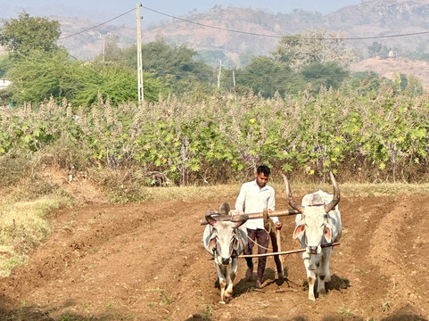 Darbargadh Poshina主图