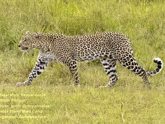 Gamewatchers Safaris-内罗毕必去景点