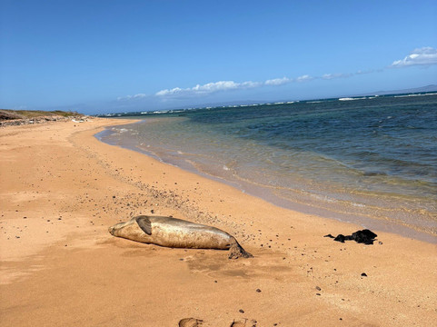 船难海滩-拉奈市必去景点