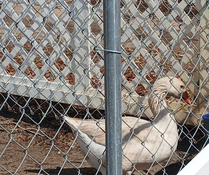 Boyett's Grove-布鲁克斯维尔必去景点