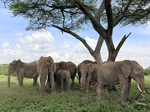 Unlimited Expeditions - The Soul Of Tanzania-阿鲁沙必去景点