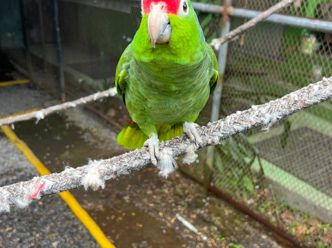 Jungla de Panama Wildlife Refuge-波魁特必去景点