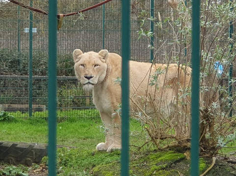 怀特岛动物园-桑当必去景点