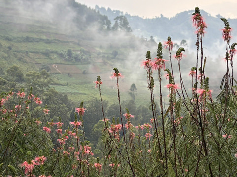 Gorilla and Adventure Safaris-Wakiso必去景点