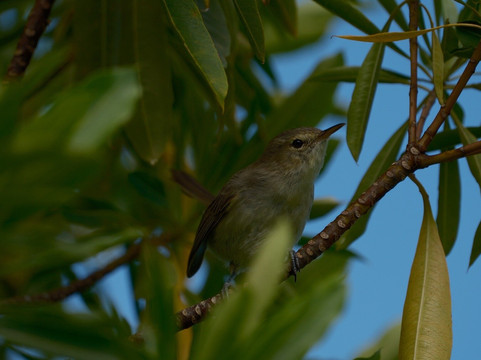 Grande Montagne Nature Reserve-罗德里格斯岛必去景点
