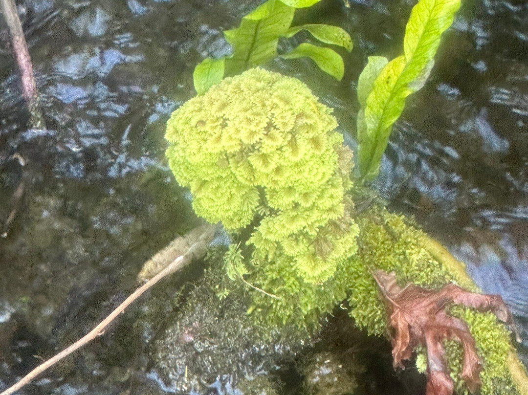 Te Waikoropupu Springs (Pupu Springs)-南岛必去景点