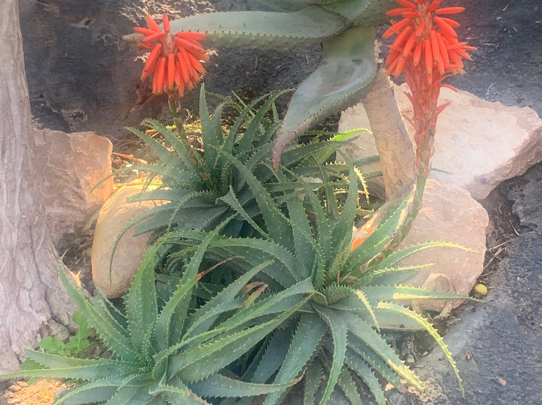 Crocoparc-阿加迪尔必去景点