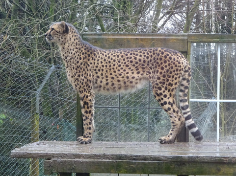 Exmoor Zoo-巴恩斯特珀尔必去景点