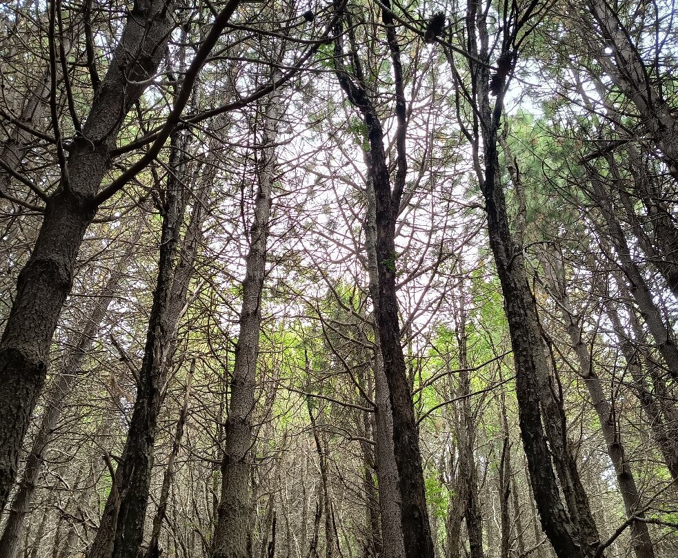 Coyhaique National Reserve-Coyhaique必去景点