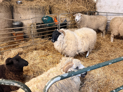 Kinedale Donkeys-Ballynahinch必去景点