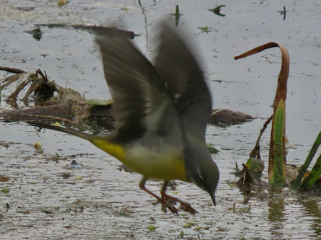 Jose do Canto Forest Garden-富尔纳斯必去景点