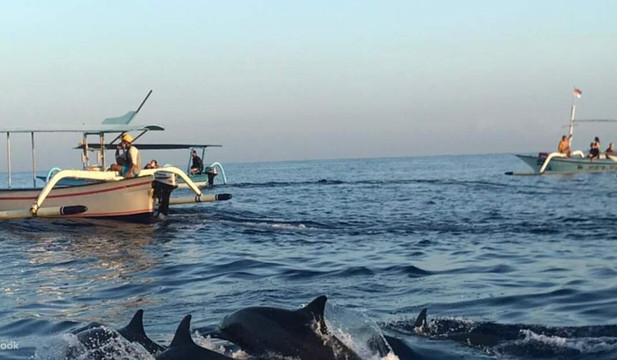 Dolphin ovina tours-罗威那海滩必去景点