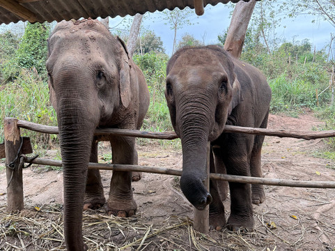 Elephant Sanctuary Care Park-清迈必去景点