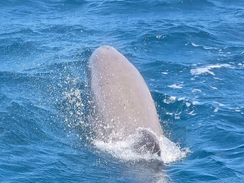 Captain Alan's Boat Charters-Oyster Pond必去景点
