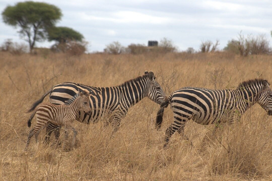 Regal African Safaris-Usa River必去景点