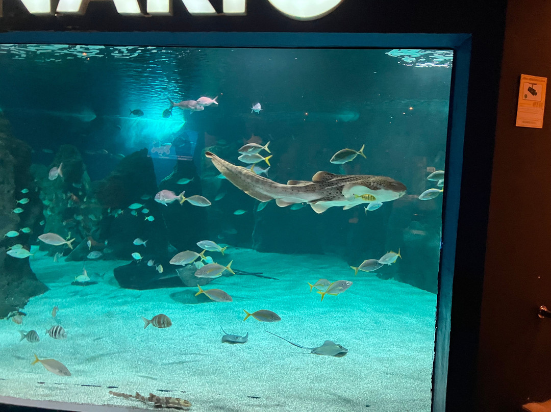 Lanzarote Aquarium-科斯塔特吉塞必去景点