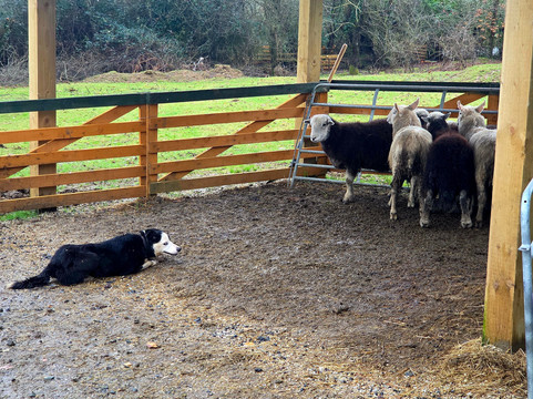 Sheep Smarts-Rathdrum必去景点