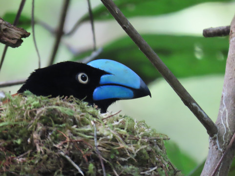 Masoala Travel Guide-Maroantsetra必去景点