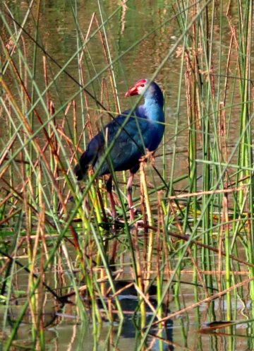 Shahpura Bagh-浴室