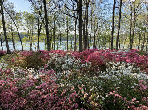 Brighton Azalea Garden-Brookeville必去景点