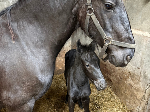 Puur Terschelling-Terschelling必去景点