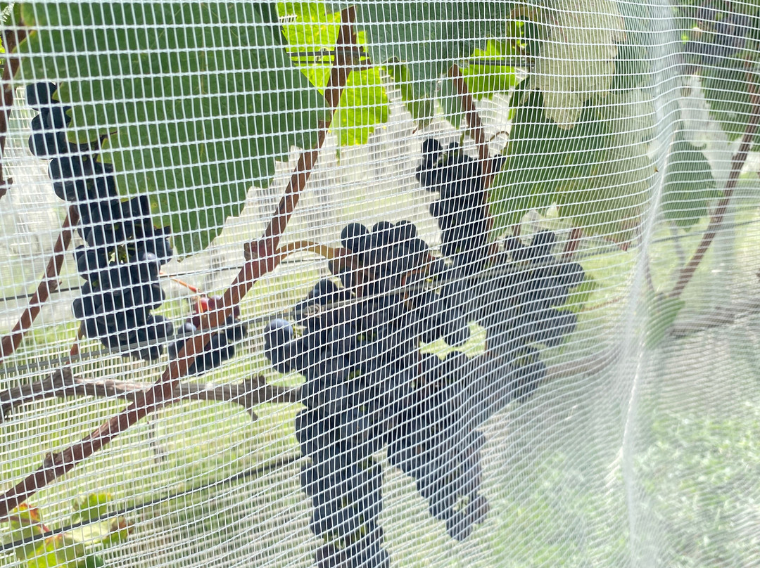 Leone di Venezia Winery-Sao Joaquim必去景点